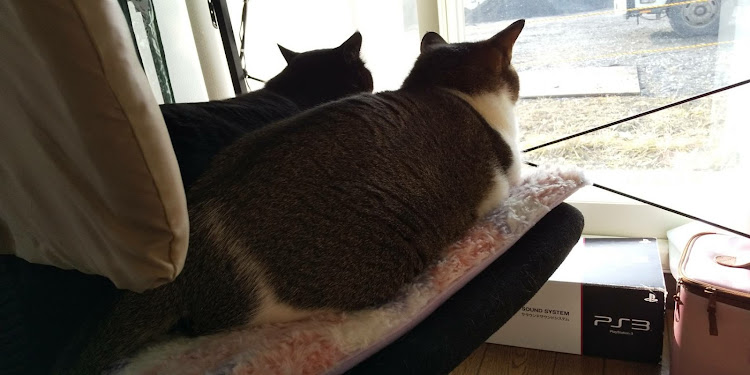 アクセラのフルブラ・6速MT・two-k・CT愛猫部・俺のノブに関するカスタム事例の投稿画像3枚目
