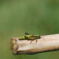 Green grasshopper di 