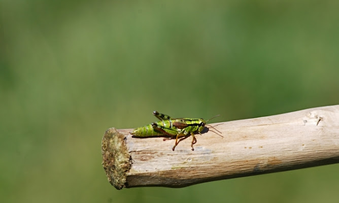 Green grasshopper di fefederica_