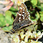 Two-banded Checkered-Skipper