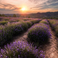 Lavanda di 