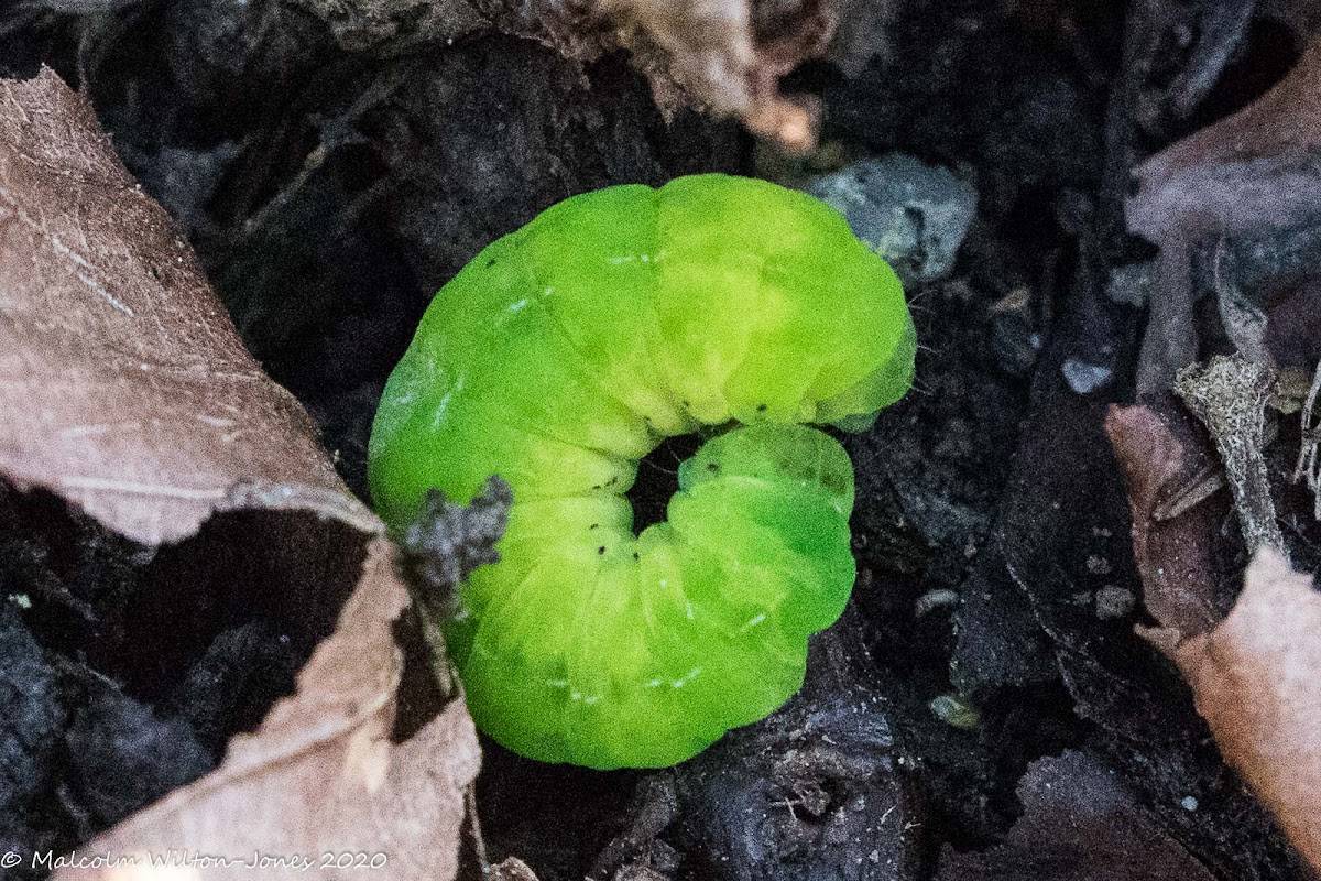 Angle Shades Moth caterpillar