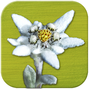 AlpineFlower Finder - Europe