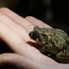 Southern Toad