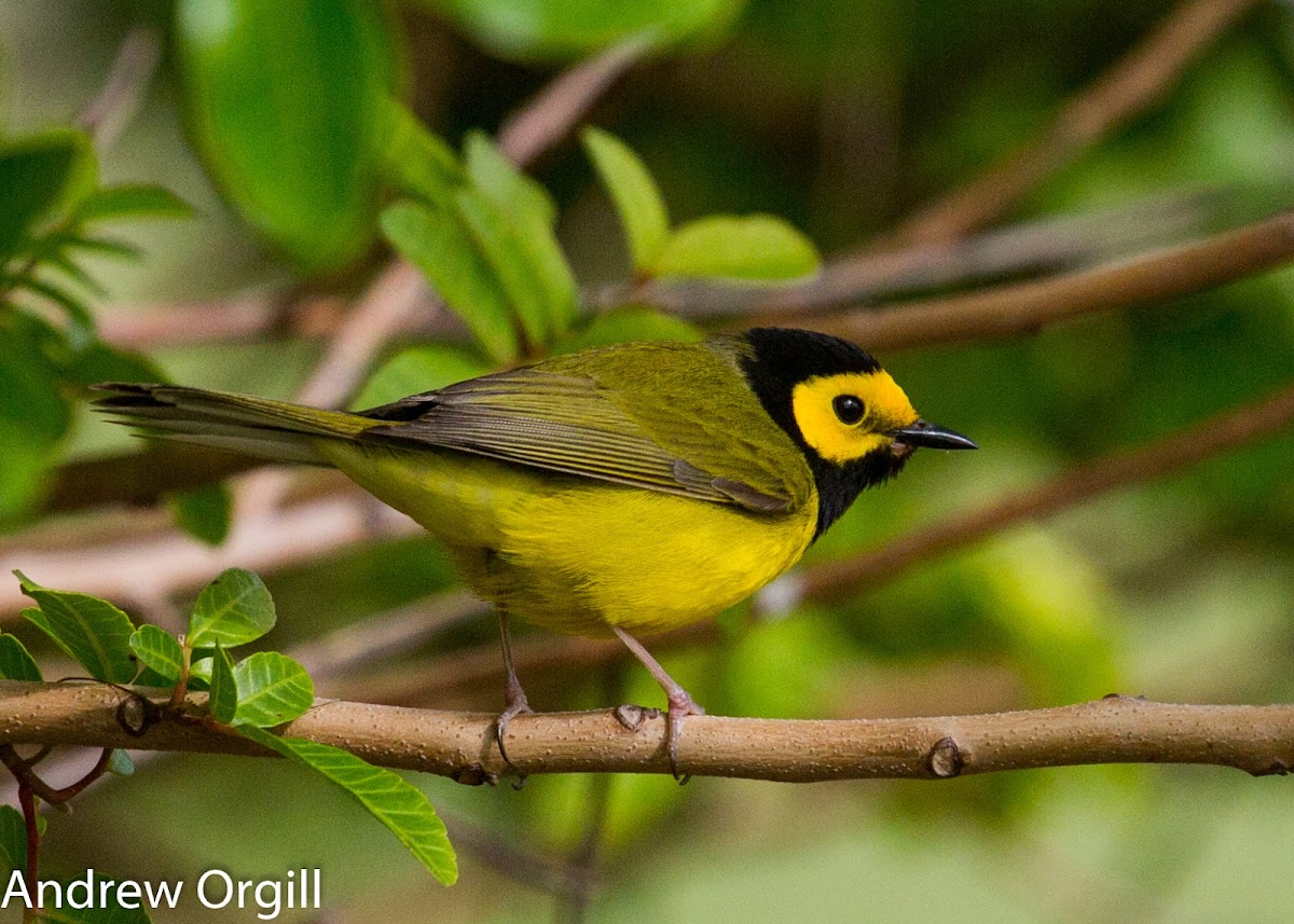 Hooded Warbler