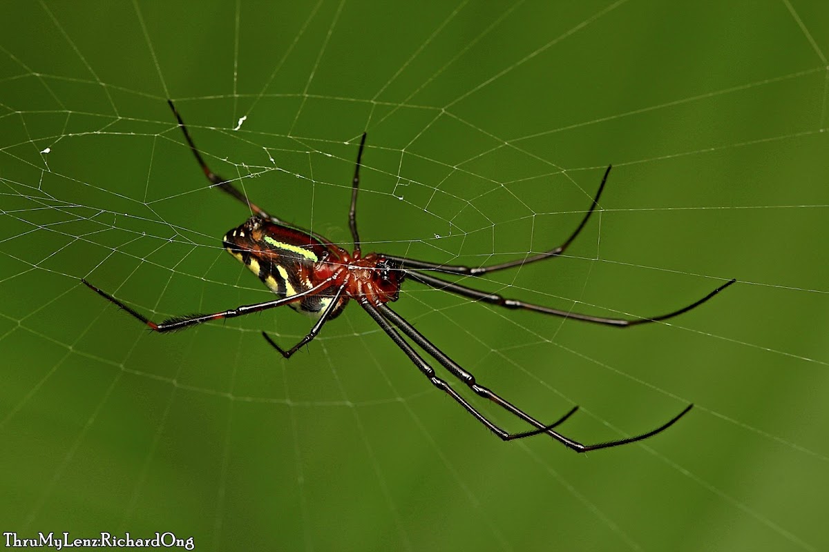 Long-jawed Orbweaver