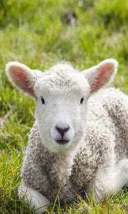 Sheep wallpaper(圖1)-速報App
