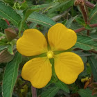 Common Evening Primrose