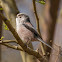 Long-tailed Tit