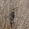 Cooper's Hawk