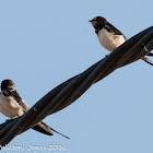 Barn Swallow; Golondrina Común