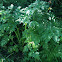 Poison Hemlock