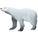 Polar Bear Wallpaper HD New Tab