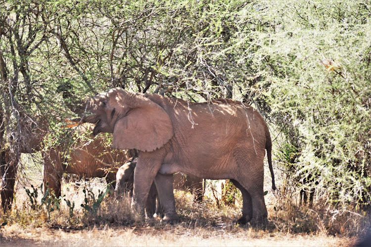 An African Elephant with its calf in Ol Jogi wildlife conservancy in Laikipia on July 5, 2021.