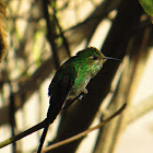 Green-tailed Trainbearer  (Lesbia nuna)