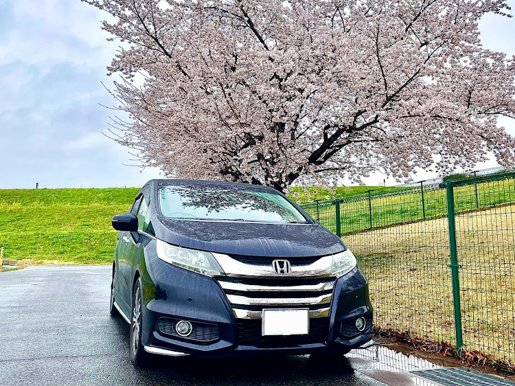 オデッセイの桜・サクラと愛車・桜とコラボ・オデッセイRC1・いいね＆フォロー＆コメントありがとうございますに関するカスタム事例の投稿画像1枚目