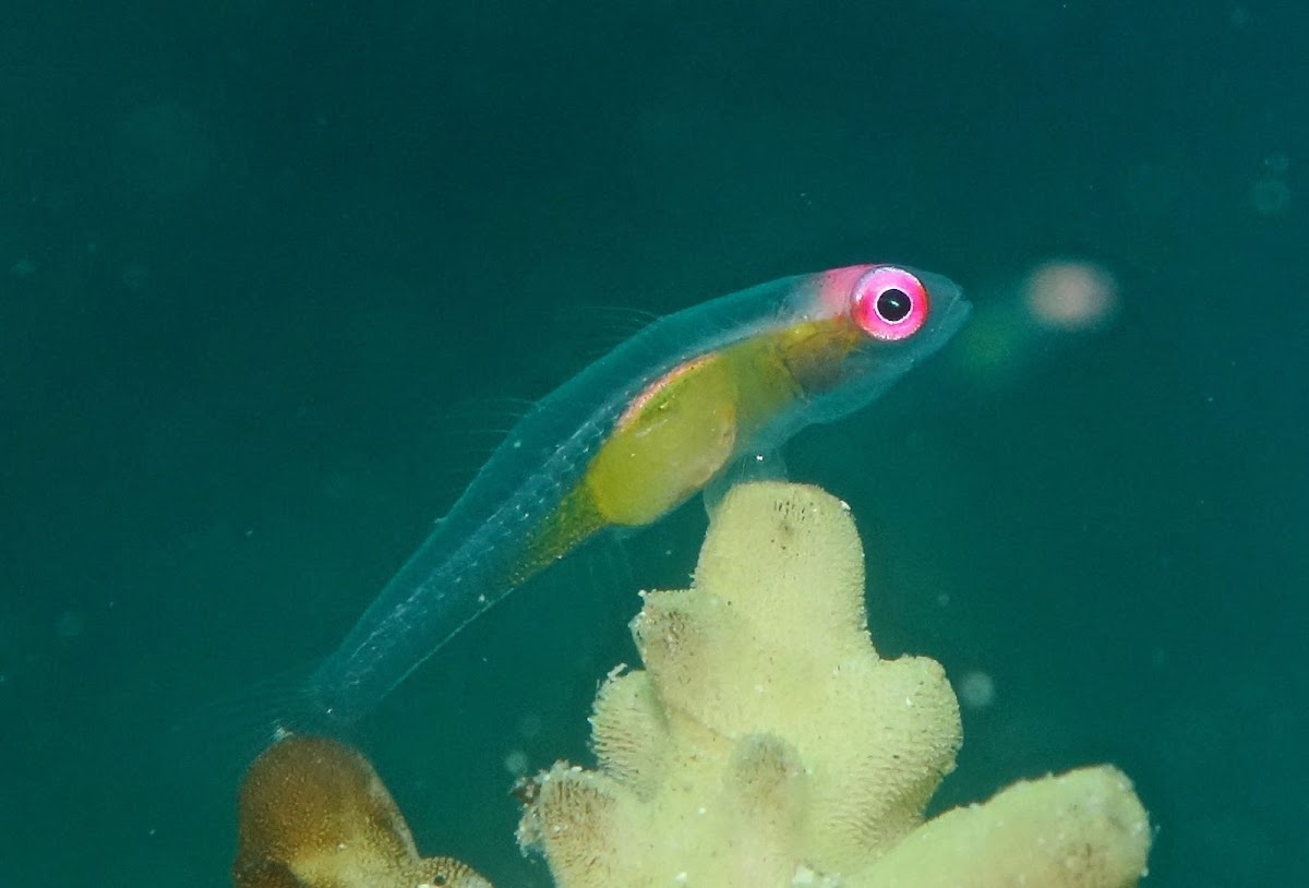 Pink-eyed Goby