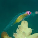 Pink-eyed Goby