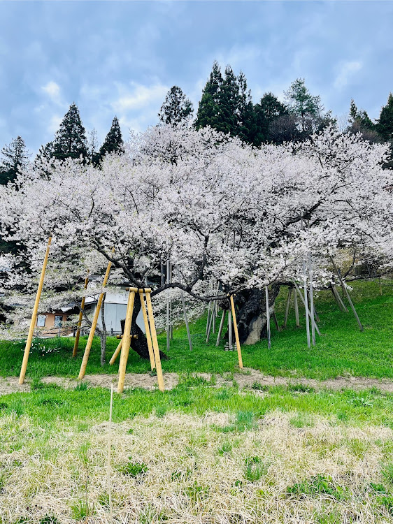 ヴォクシーの國田家の芝桜・トランブルー・飛騨高山・臥龍桜に関するカスタム事例の投稿画像6枚目