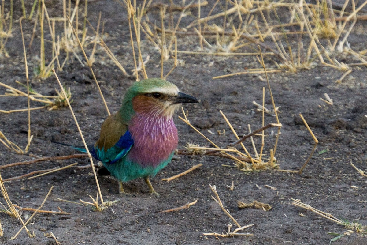 Lilac-breasted roller