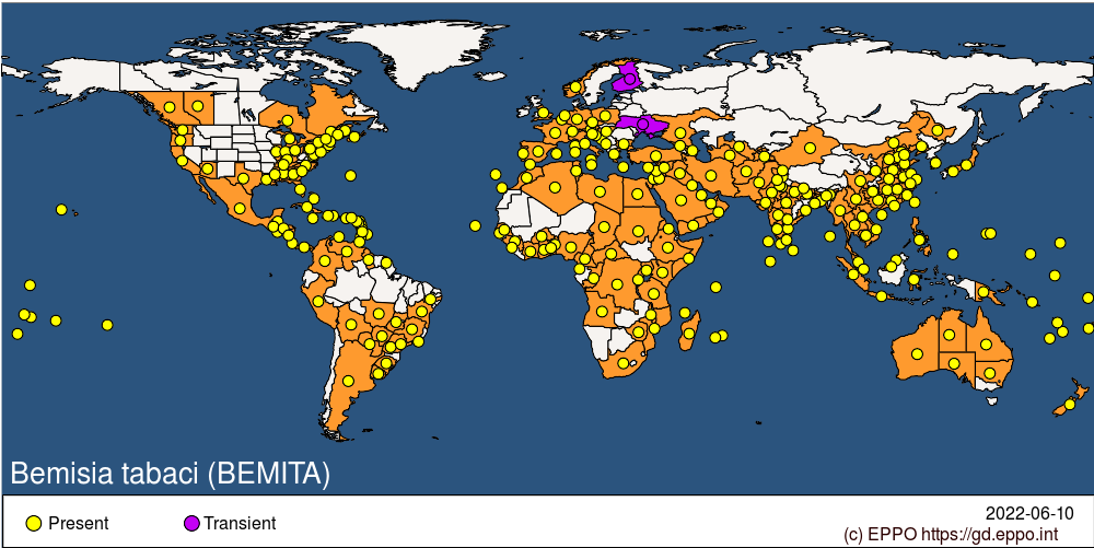 Distribuição principal da mosca-branca (Bemisia tabaci) no Brasil e no mundo (Fonte: EPPO, 2022)