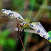 Calico Pennant