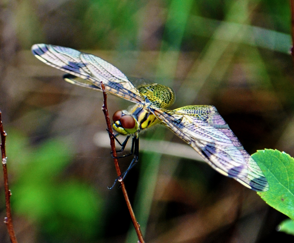 Calico Pennant