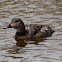 Pochard; Porrón Común