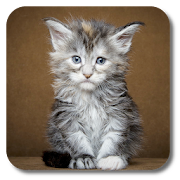 Kittens Live Wallpaper 1.1.0 Icon