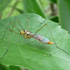 Tiger Crane fly