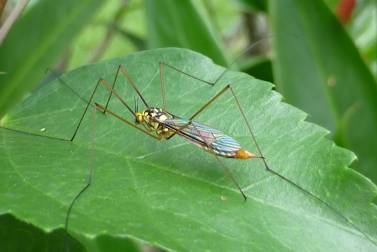 Tiger Crane fly