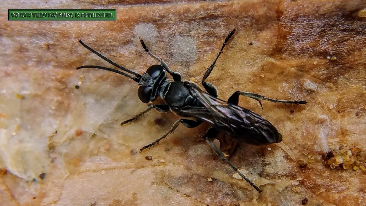 Black burrowing wasp.