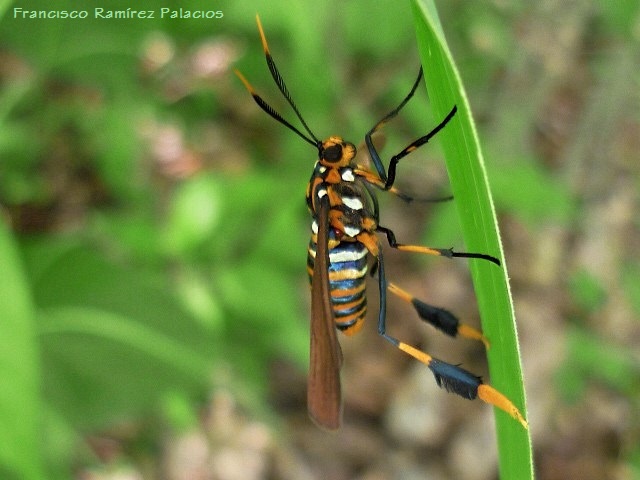 Texas Wasp Moth