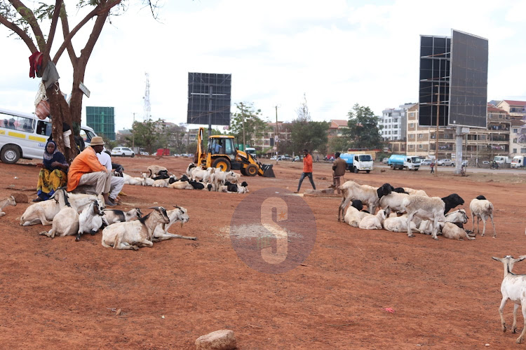 Each herd/flock is allocated to the specific position as the goatherders keep a close watch for any buyers.