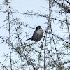 Sardinian Warbler; Curruca Cabicinegra