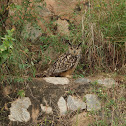 Indian Eagle-owl