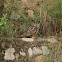 Indian Eagle-owl