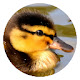 Duck pop animal HD new tab page theme