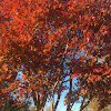 Japanese Maple