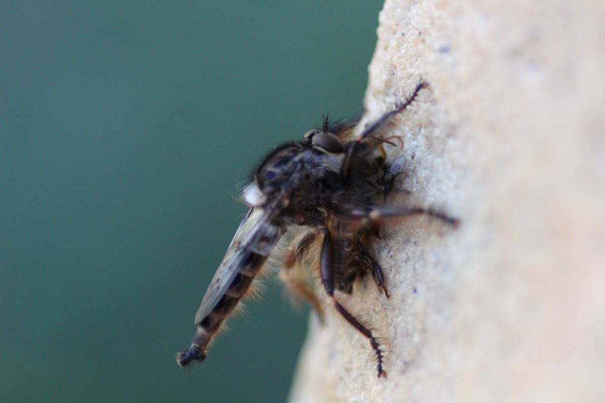 Robber Fly