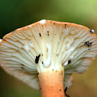 Hygrophorus Milky Cap