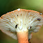 Hygrophorus Milky Cap