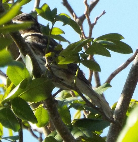 Rose-breasted Grosbeak