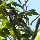 Rose-breasted Grosbeak