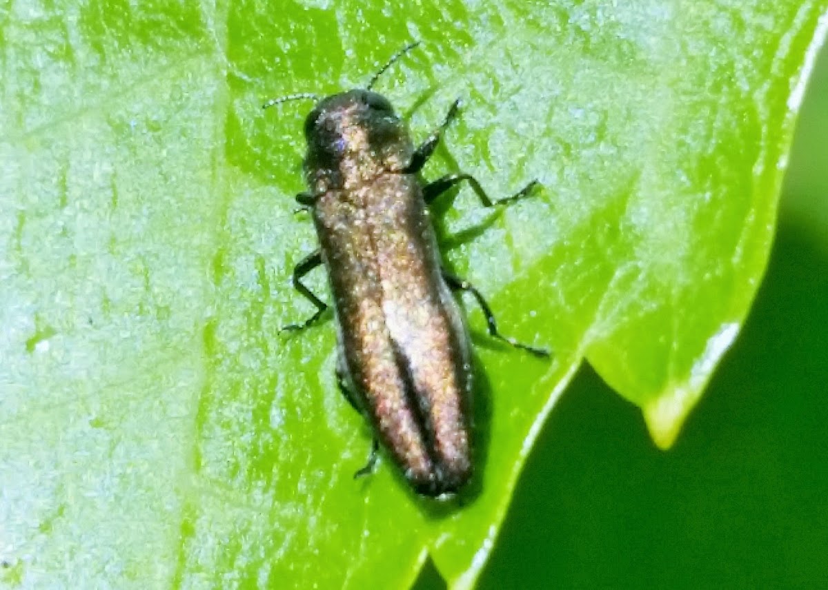 Metallic Wood Boring Beetle