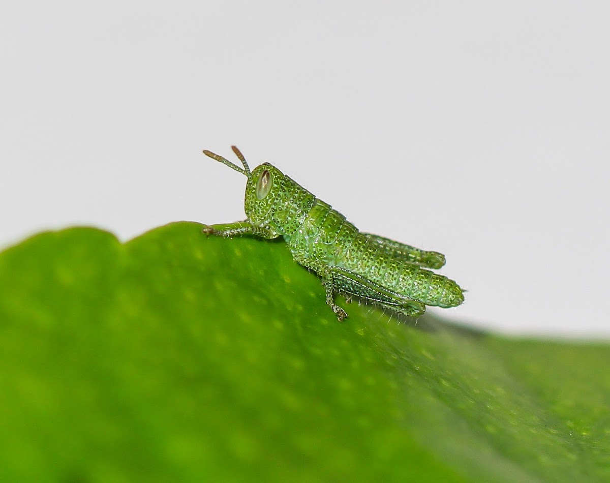 Garden Locust Nymph