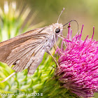 Mediterranean Skipper