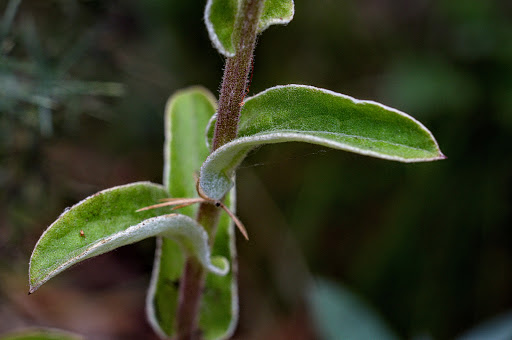 Helichrysum foetidum