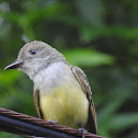 Great crested flycatcher