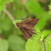 Skipper butterfly